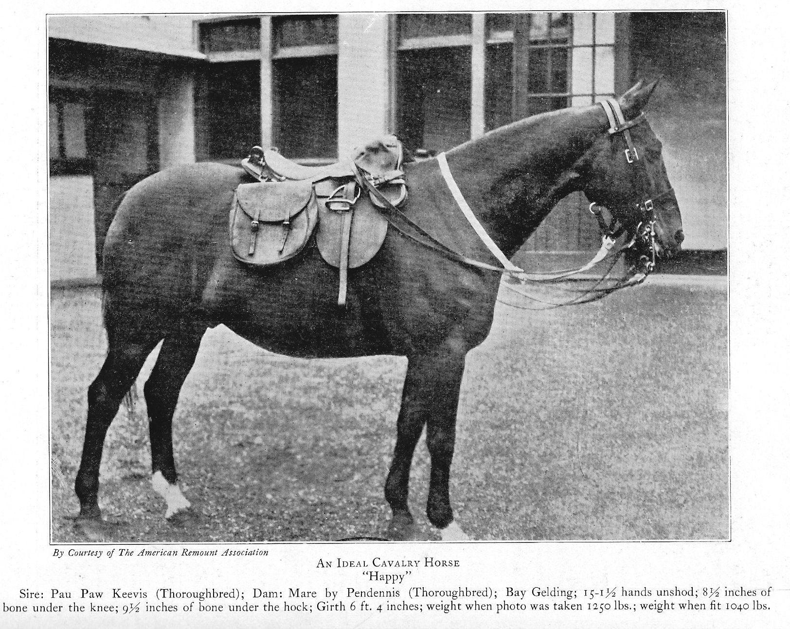 An ideal cavalry horse-1921 Rasp.jpg