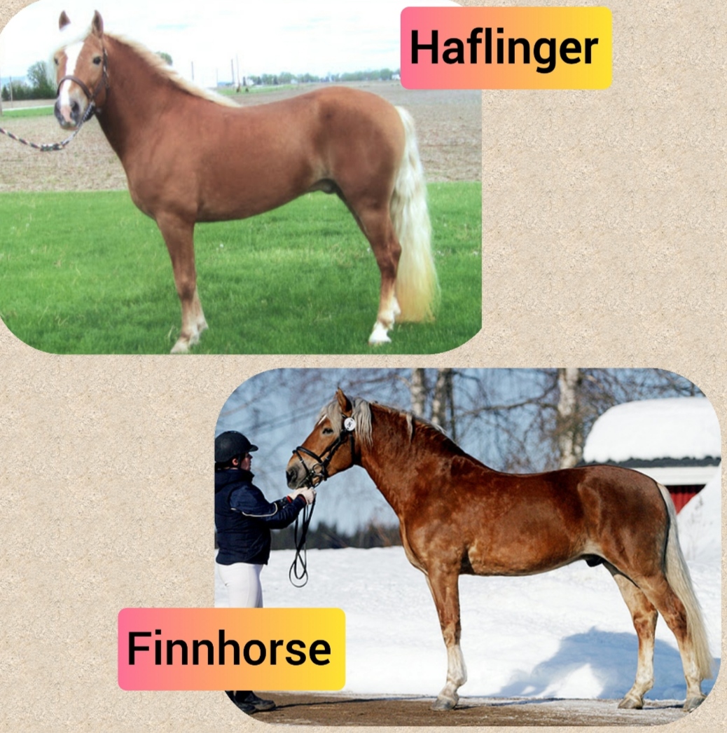 Example collage of both breeds